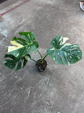 Load image into Gallery viewer, Monstera Thai Constellation Large 6&quot; - Plant &quot;C&quot;