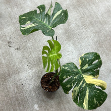 Load image into Gallery viewer, Monstera Thai Constellation Large 6&quot; - Plant &quot;E&quot;