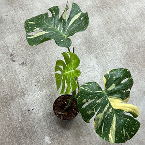 Monstera Thai Constellation Large 6" - Plant "E"