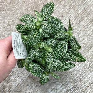 Fittonia albivenis 4" - White Nerve Plant