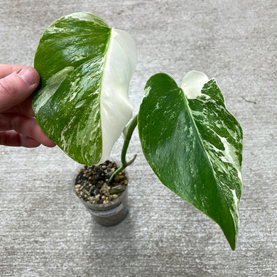 Monstera Albo Cup E