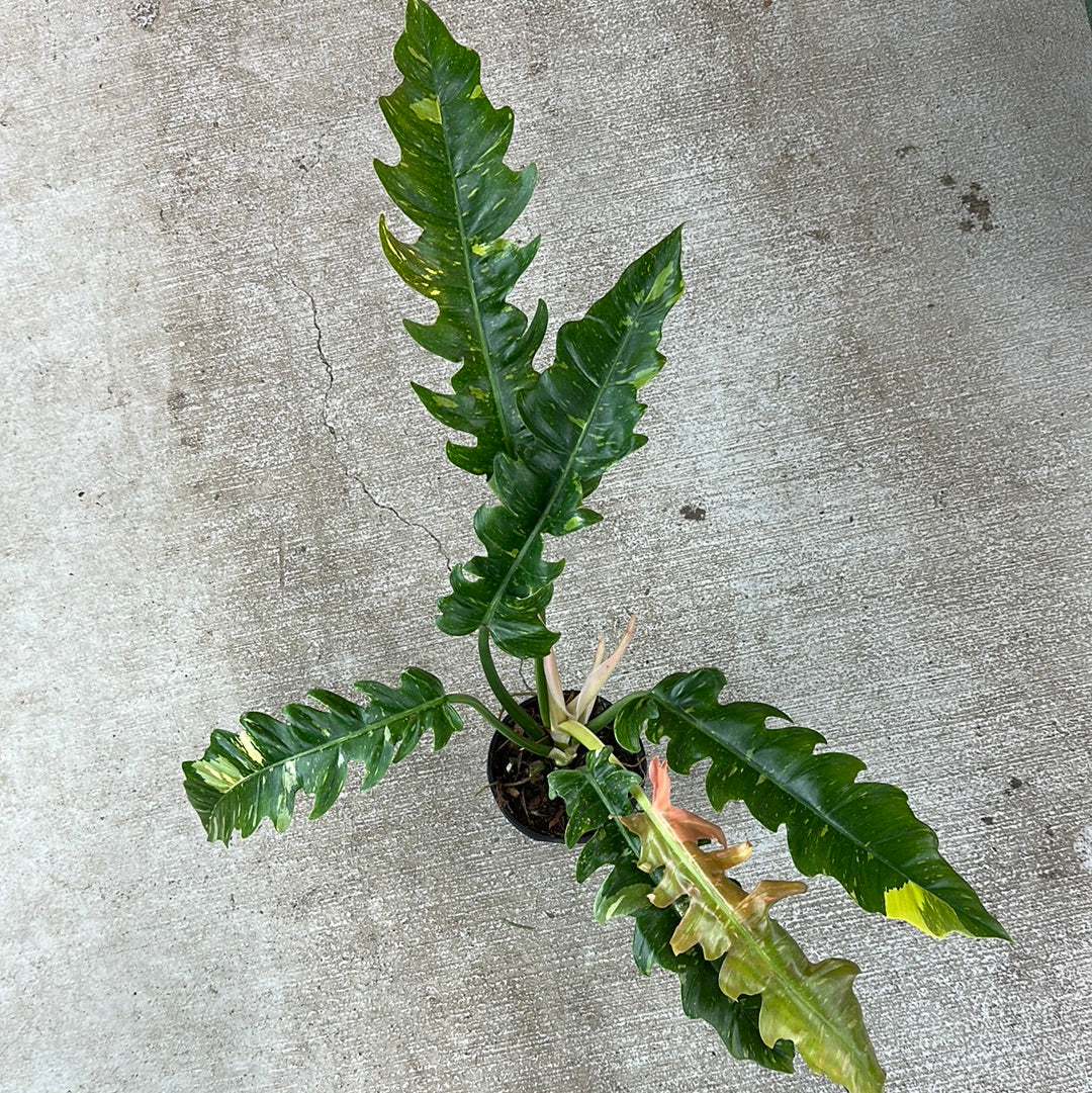 Philodendron Ring of Fire 4