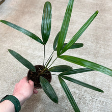 Load image into Gallery viewer, Rhapis excelsa 4&quot; - Lady Palm