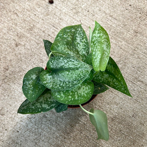 Scindapsus 'Silver Splash' 6"
