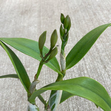 Load image into Gallery viewer, Dendrobium &#39;Spring Fragrance&#39;