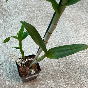 Dendrobium Somklat White