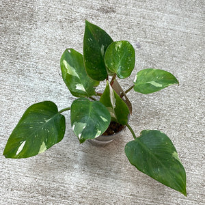 Philodendron White Princess  Cup 4"