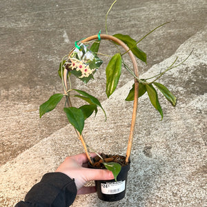 Hoya cutis porcelana 3"