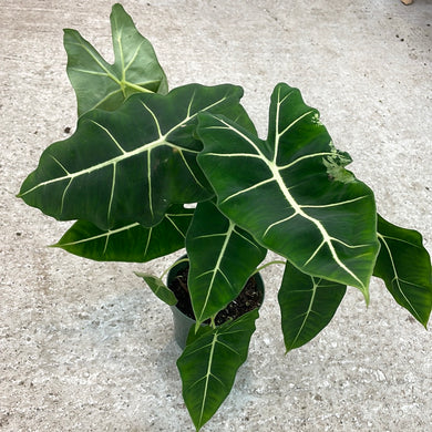 Alocasia micholitziana 'Velvet Elvis' 6