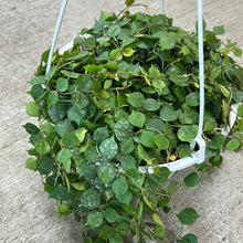 Load image into Gallery viewer, Hoya curtisii 8&quot; HB