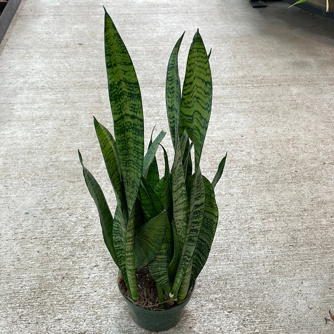 Sansevieria 'Black Coral' 6