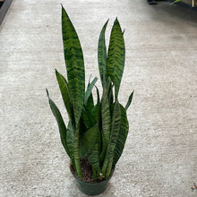 Load image into Gallery viewer, Sansevieria &#39;Black Coral&#39; 6&quot; Black Coral Snake Plant