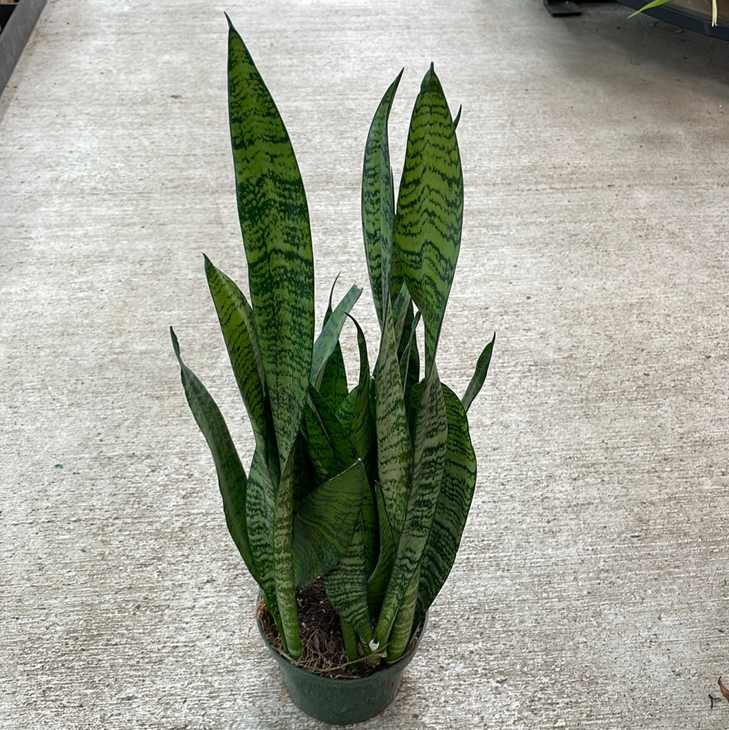 sansevieria trifasciata black coral Sansevieria 'Black Coral' 6" Black Coral Snake Plant – Kent East Hill Nursery