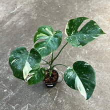 Load image into Gallery viewer, Monstera Thai Constellation 6&quot;