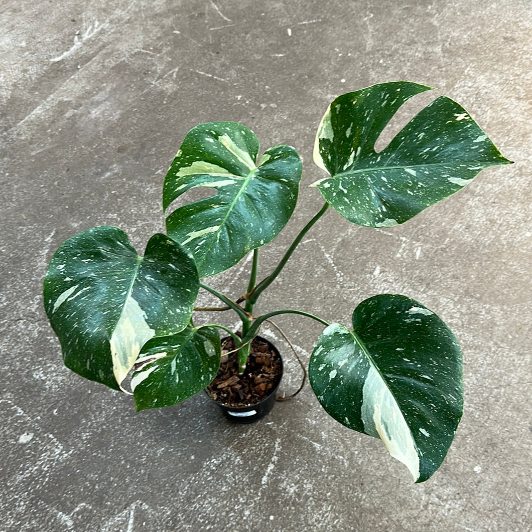 Monstera Thai Constellation 6