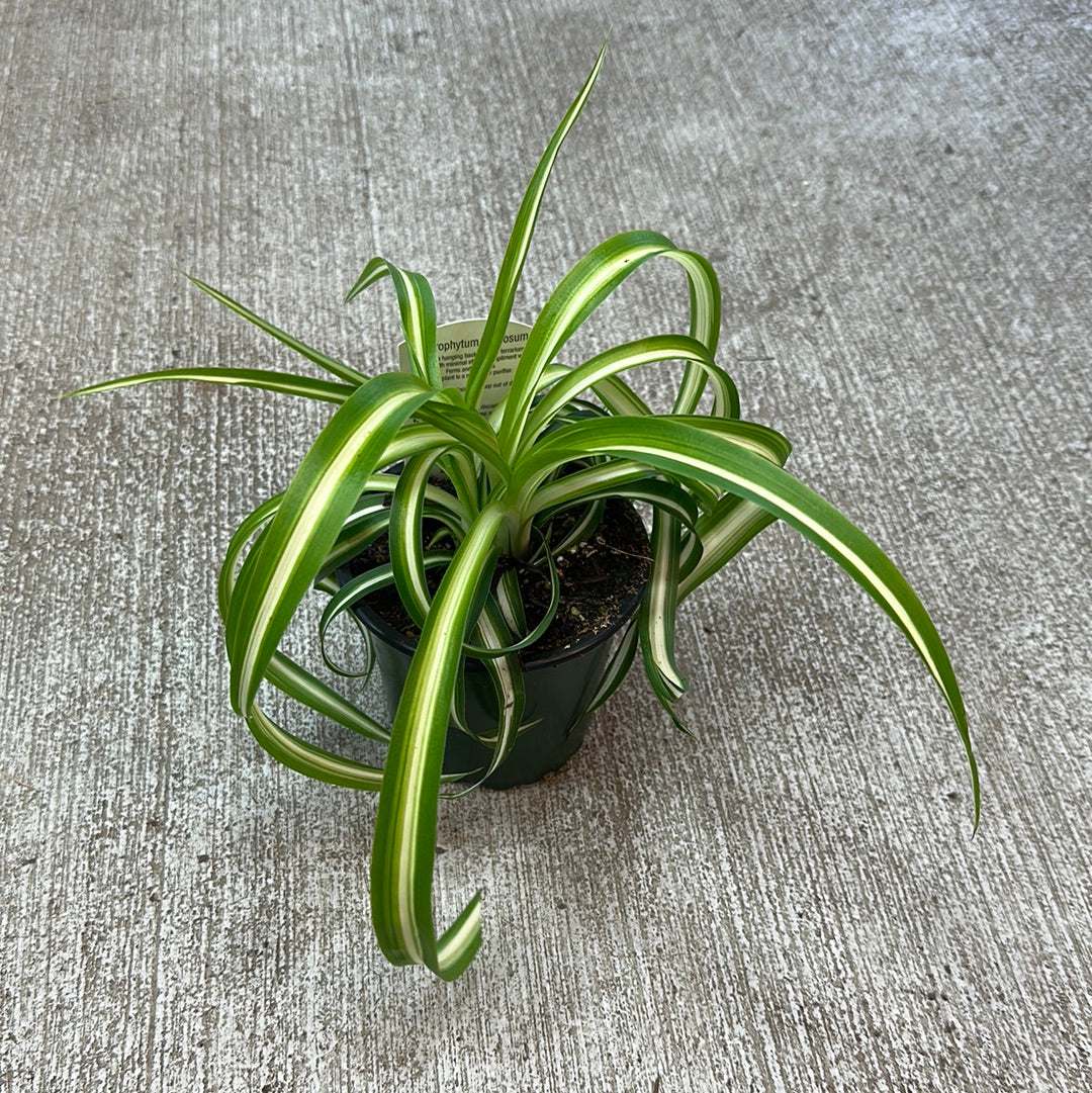 curly leaf plant Chlorophytum comosum 4