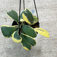 Load image into Gallery viewer, Hoya Kerrii Variegated 6&quot;