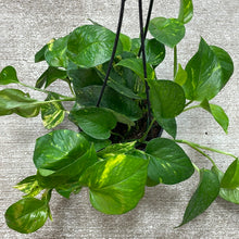Load image into Gallery viewer, Epipremnum aureum 6&quot; HB - Golden Pothos