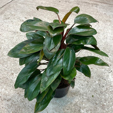 Load image into Gallery viewer, Philodendron &#39;Red Congo&#39; Dwarf 6&quot;