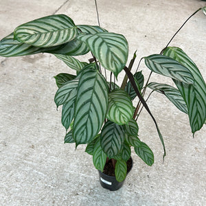Ctenanthe setosa 'Silver Star' 6"