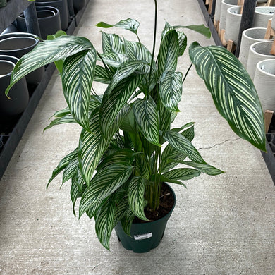 Calathea Vittata 8