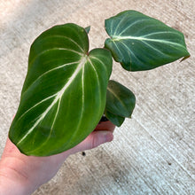 Load image into Gallery viewer, Philodendron Gloriosum 2&quot;