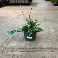 Load image into Gallery viewer, Hoya macrophylla variegata 6&quot;