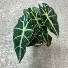 Load image into Gallery viewer, Alocasia Polly 4&quot; - African Mask