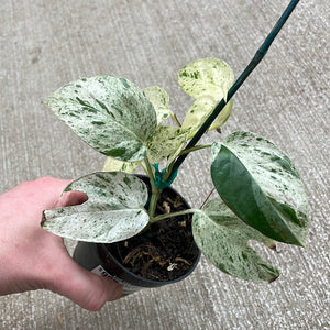 Epipremnum pinnatum marble 3"