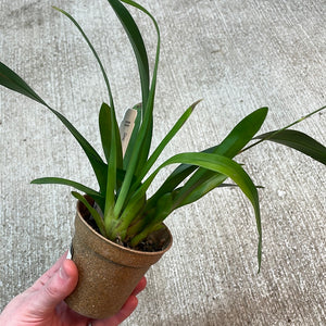Oncidium Tsiku Margurite 4"