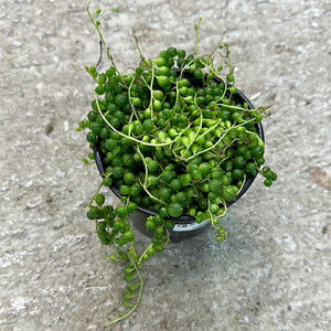 Senecio Rowleyanus 4" - String of Pearls