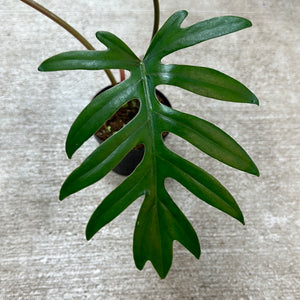 philodendron mayoi vs selloum Philodendron Mayoi 4" – Kent East Hill Nursery