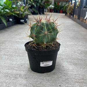 Assorted Cactaceae 6" - Cacti