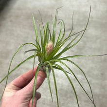 Load image into Gallery viewer, Stricta Soft Leaf 4-5&quot;