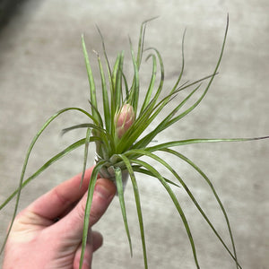 Stricta Soft Leaf 4-5"