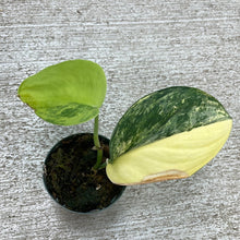 Load image into Gallery viewer, Scindapsus Jade Satin Variegated 2&quot;