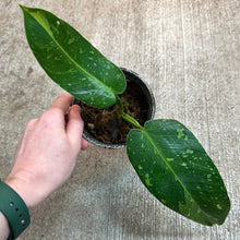 Load image into Gallery viewer, Philodendron Jose Buono 4&quot; Plant &#39;A&#39;