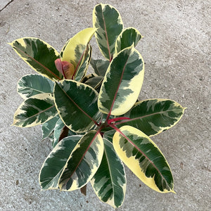 Ficus elastica 'Tineke' 8" - Tineke Rubber Plant