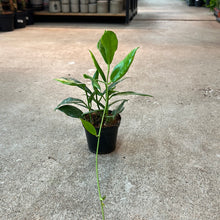 Load image into Gallery viewer, Hoya australis rupicola