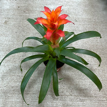 Load image into Gallery viewer, Bromeliad &#39;Assorted&#39; 6&quot;