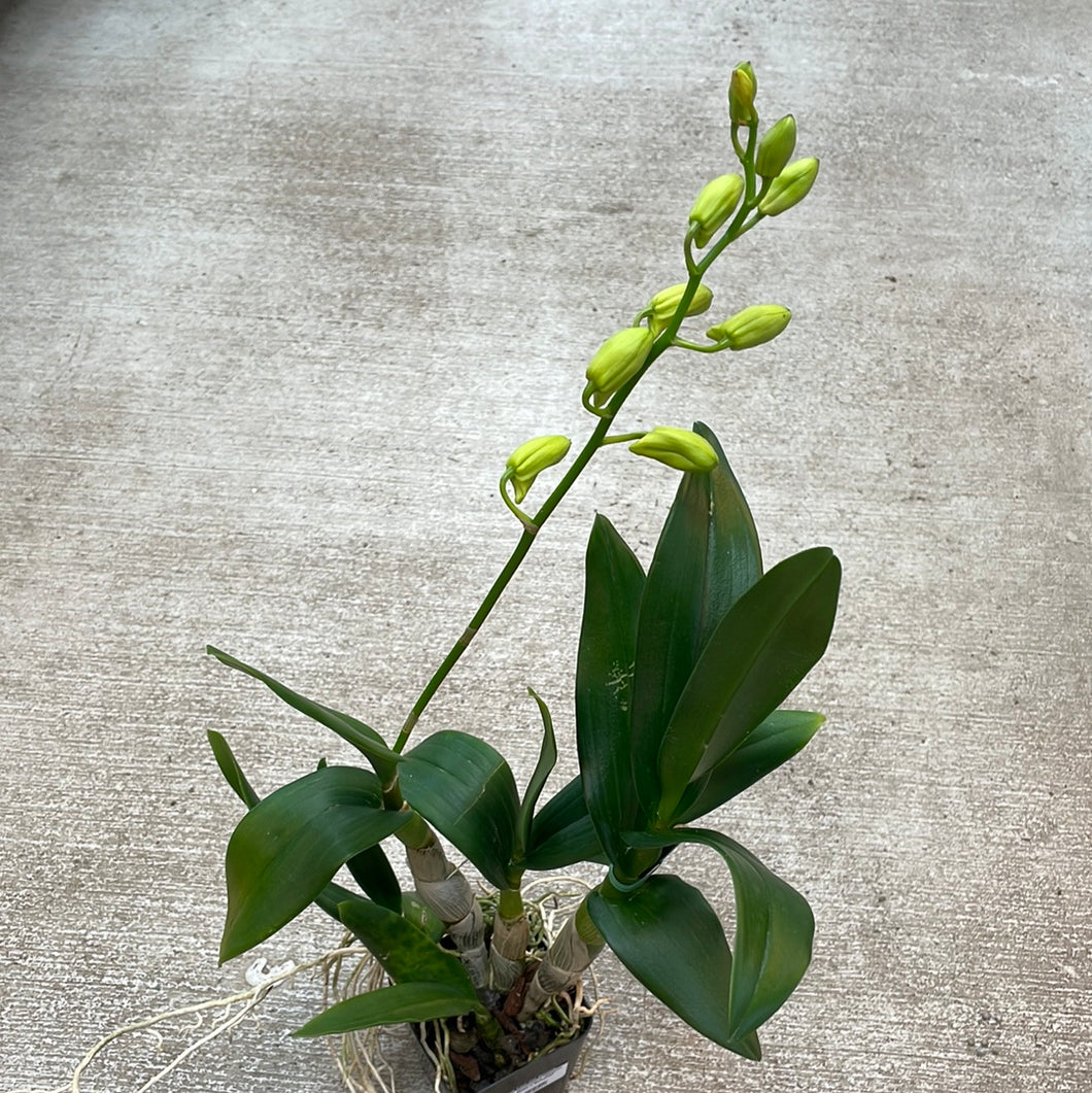Dendrobium 'Waianae Valley x Kurashige'