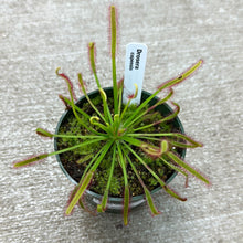 Load image into Gallery viewer, Drosera capensis 4&quot;