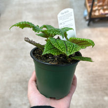 Load image into Gallery viewer, Pilea Moon Valley 4&quot; - Chinese Money Plant