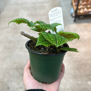 Pilea Moon Valley 4" - Chinese Money Plant