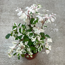 Load image into Gallery viewer, Breynia disticha 4&#39; - Snowbush