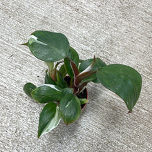 Load image into Gallery viewer, Philodendron &#39;White Knight&#39;  2&quot;