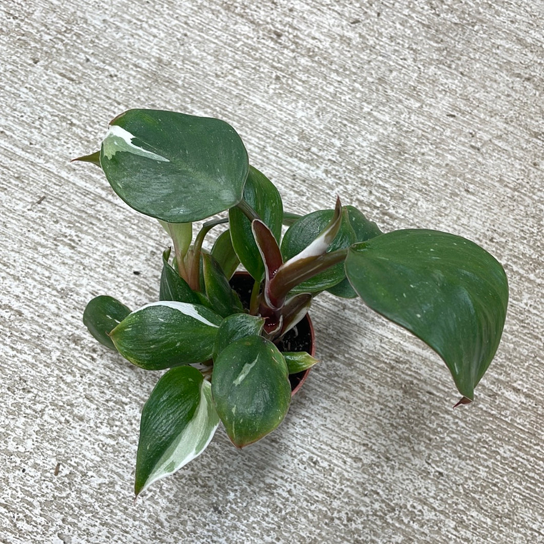 Philodendron 'White Knight'  2