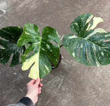 Load image into Gallery viewer, Monstera Thai Constellation Large 6&quot; - Plant &quot;C&quot;