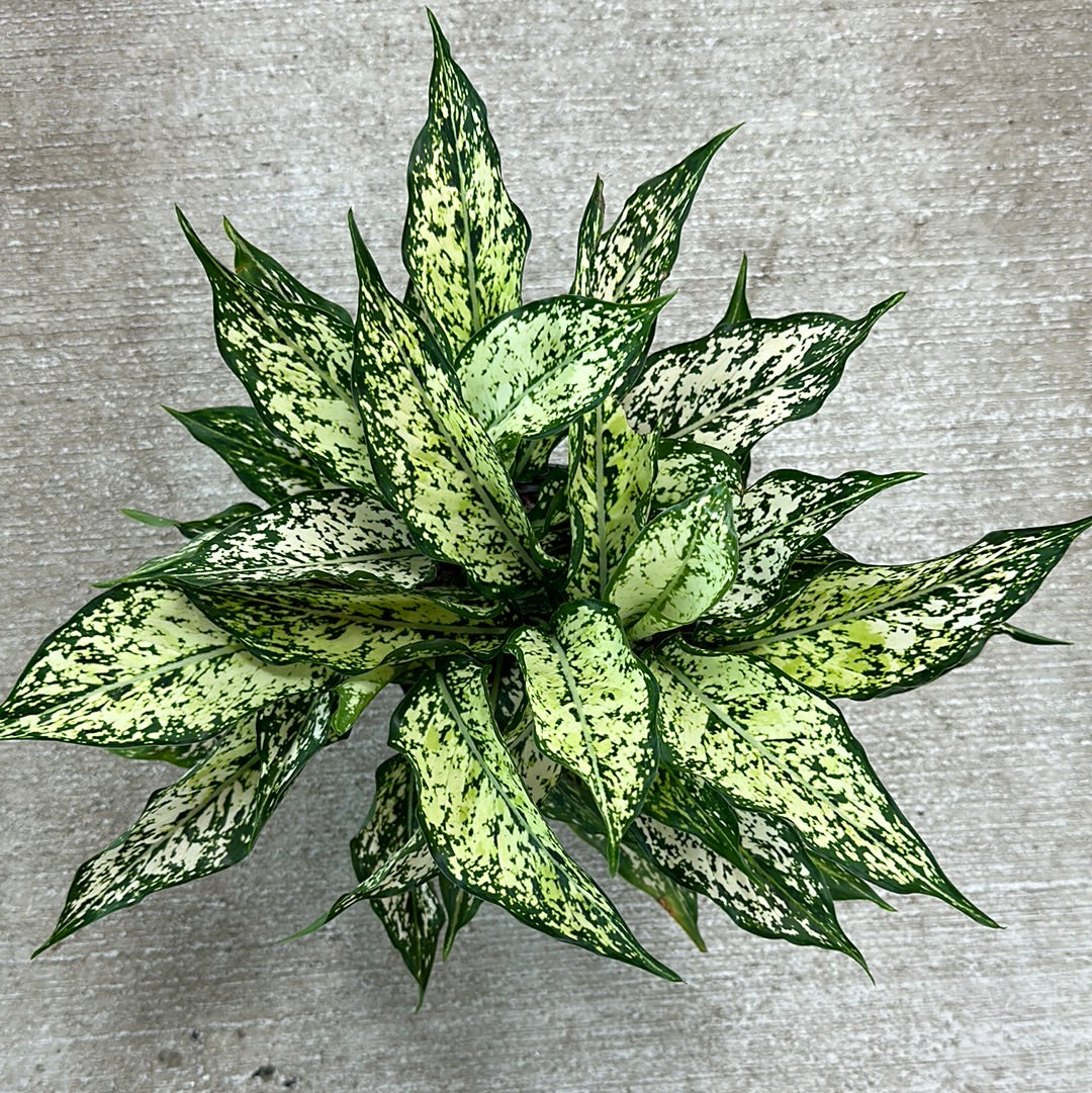 aglaonema dalmatian white Aglaonema White Dalmation 6" – Kent East Hill Nursery