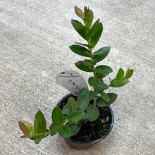 Load image into Gallery viewer, Hoya cumingiana 4&quot;